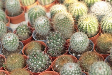 Kaktüs güzellik doğa ile