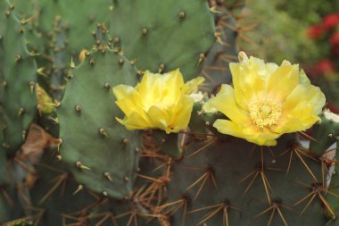 Kaktüs güzellik doğa ile