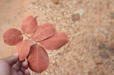 doğa ile kurutulmuş yaprakları