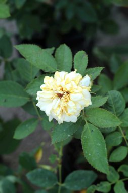 Vintage gül güzellik doğa ile