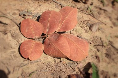 doğa ile kurutulmuş yaprakları