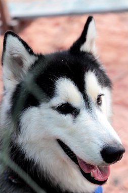 Sahilde oturup Sibirya Husky köpek