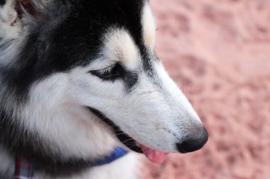 Sahilde oturup Sibirya Husky köpek