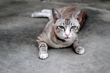 Güzel oturan ve seyir kedi