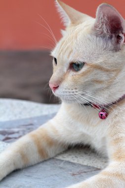 Güzel oturan ve seyir kedi