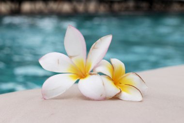 Plumeria çiçek ve mavi Yüzme Havuzu su ayrıntı et kalınlığı ile yivli 