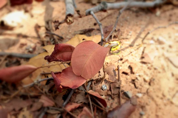 Feuilles séchées avec la nature — Photo