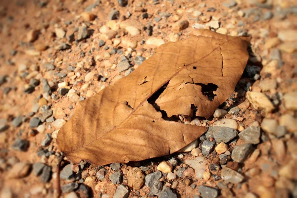 Torkade blad med naturen — Stockfoto