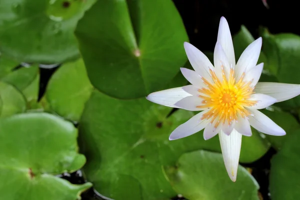 Flor de loto en la naturaleza —  Fotos de Stock