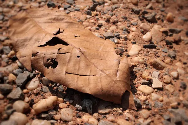 Hojas secas con la naturaleza — Foto de Stock