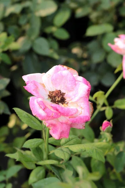 Rosas vintage belleza con la naturaleza — Foto de Stock