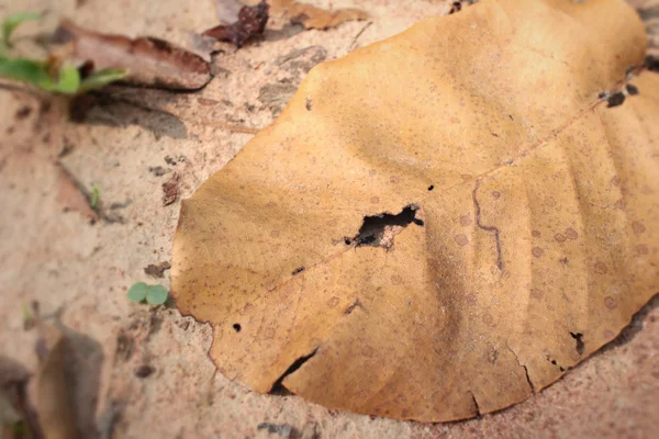 Getrocknete Blätter mit der Natur — Stockfoto