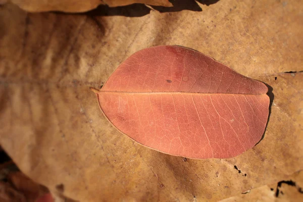 Dried leaves with the nature — Stock Photo, Image