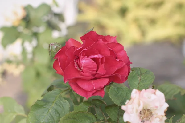 Vintage-Rosen Schönheit mit der Natur — Stockfoto
