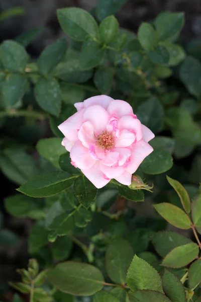 Vintage rose bellezza con la natura — Foto Stock