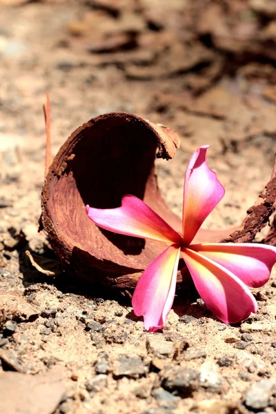 Rosa Frangipani fiore — Foto Stock