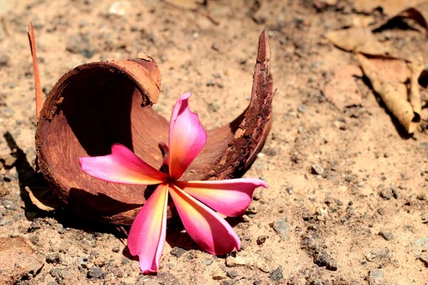 Rosa Frangipani-Blüte — Stockfoto