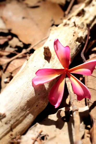 Flor Frangipani rosa — Fotografia de Stock