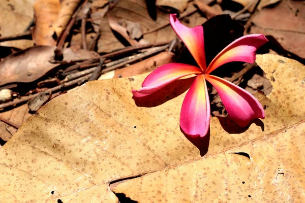 Pink frangipani flower — Stock Photo, Image