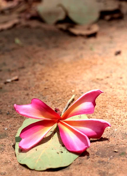 粉红色的鸡蛋花花卉 — 图库照片