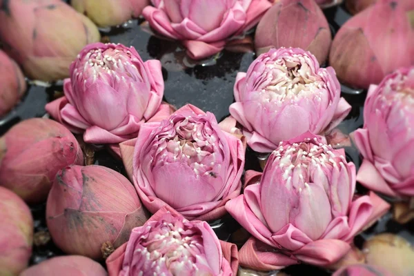 Close up pink lotus flower — Stock Photo, Image