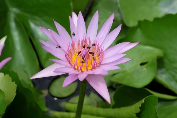 Lotus çiçeği renkli yakın çekim — Stok fotoğraf