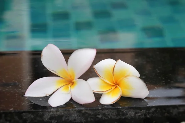 Plumeria bloem en blauw zwembad golfde water detail — Stockfoto