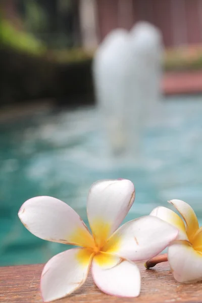 Plumeria flor e piscina azul ondulado detalhe da água — Fotografia de Stock