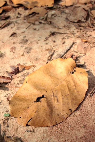 Feuilles séchées avec la nature — Photo