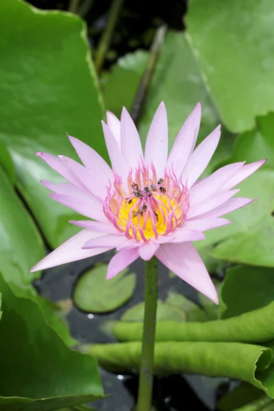 Primo piano colorato di fiore di loto — Foto Stock