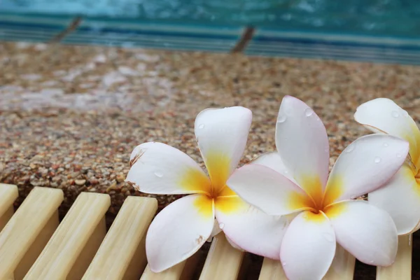 Plumeria bloem en blauw zwembad golfde water detail — Stockfoto
