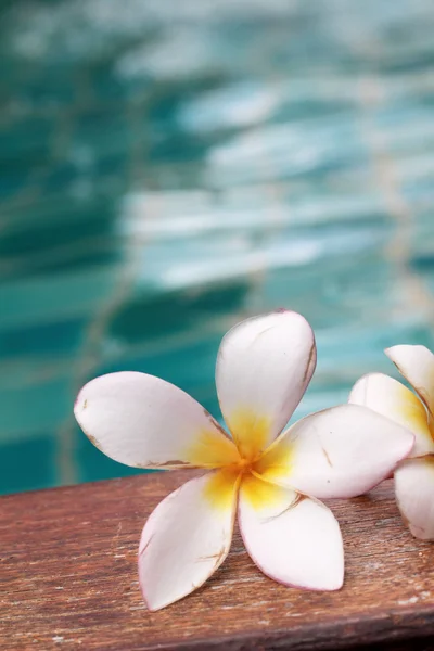 Plumeria květin a modré bazén čeří vody detail — Stock fotografie