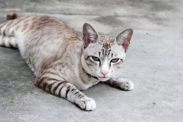 Cat beautiful sitting and looking — Stock Photo, Image