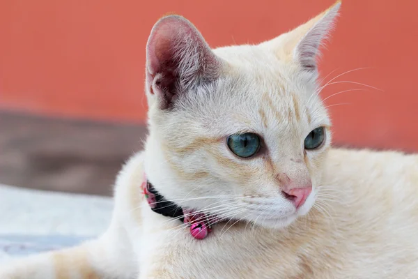 Gato hermoso sentado y mirando — Foto de Stock