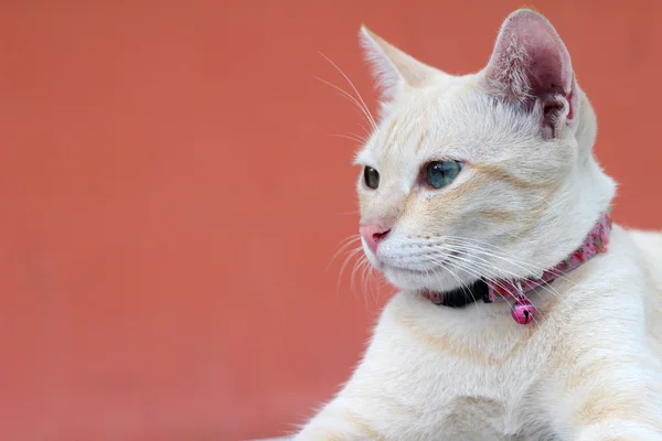 Kočka, krásné posezení a pohledu — Stock fotografie