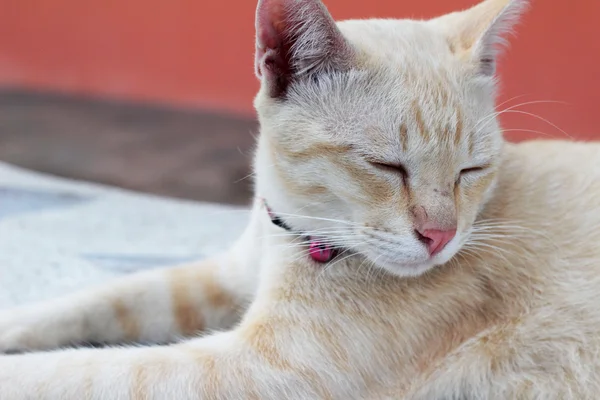 Gato durmiendo — Foto de Stock