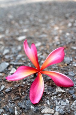 pembe frangipani çiçek