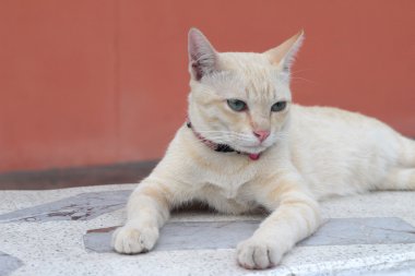 Güzel oturan ve seyir kedi