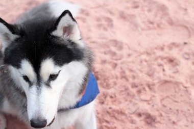 Sahilde oturup Sibirya Husky köpek