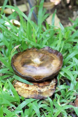 doğa ile taze mantar