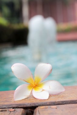 Plumeria çiçek ve mavi Yüzme Havuzu su ayrıntı et kalınlığı ile yivli 