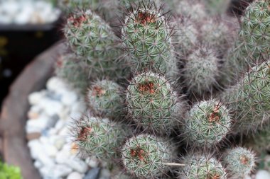 Kaktüs doğa ile olan yakın