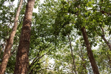 yeşil yaprakları sonbaharda doğa ile