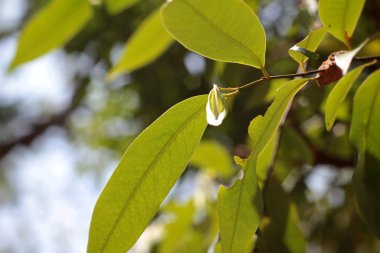 yeşil yaprakları sonbaharda doğa ile