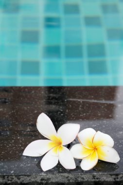 Plumeria çiçek ve mavi Yüzme Havuzu su ayrıntı et kalınlığı ile yivli 