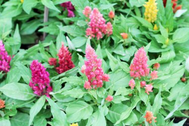 doğa ile cockscomb çiçek