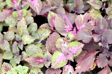 Doğa ile pembe eğreltiotu