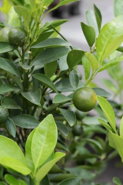 Olgun turuncu ağaç üzerinde asılı