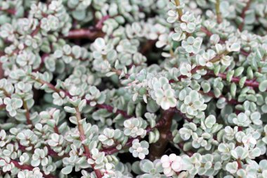 Doğa ile güzel eğreltiotu