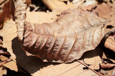 Kurutulmuş Yapraklar